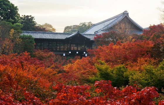 【2025年版】京都 東寺・三条・祇園エリアでおすすめの定番＆穴場紅葉スポット6選